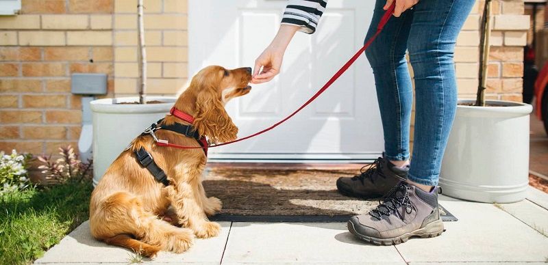 business ideas for students - pet sitting