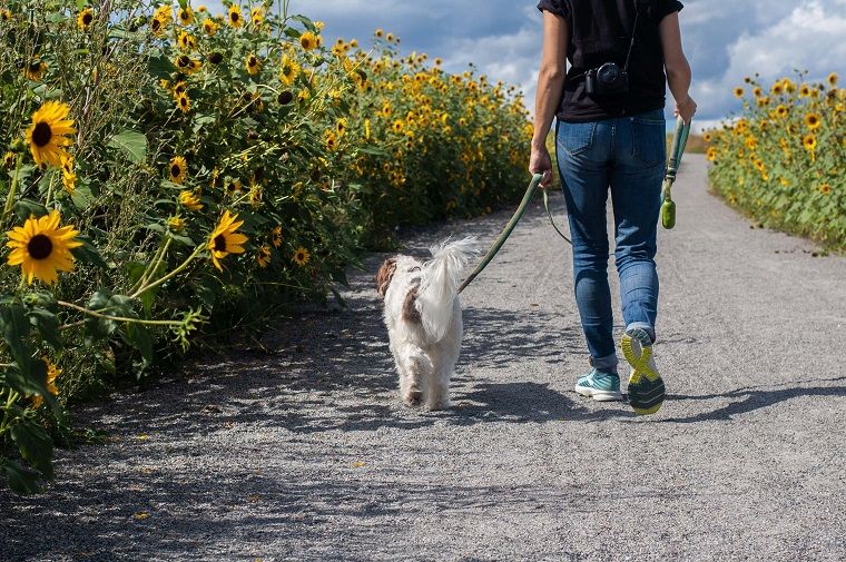 Dog-Walking - DSers