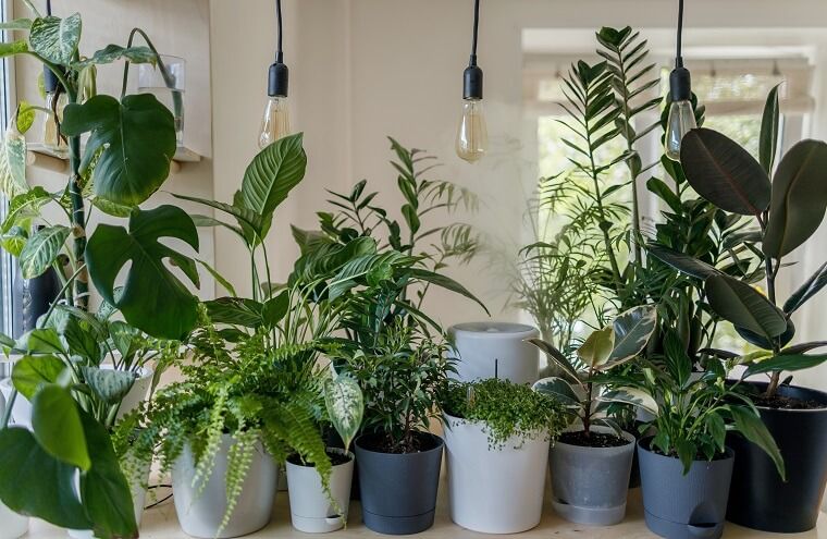 How to Sell Plants Online - All You Need to Know is Here - DSers