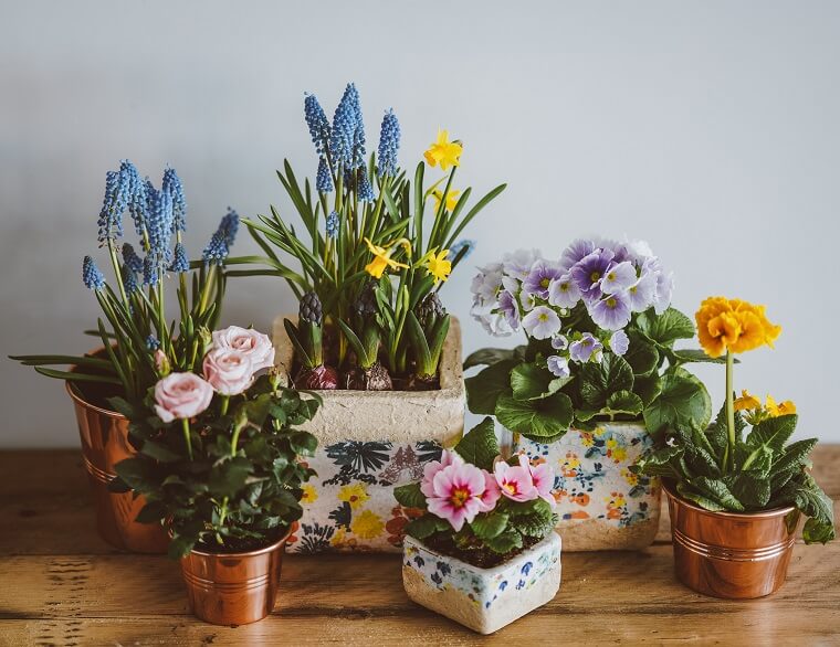 How to Sell Plants Online - All You Need to Know is Here 2 - DSers