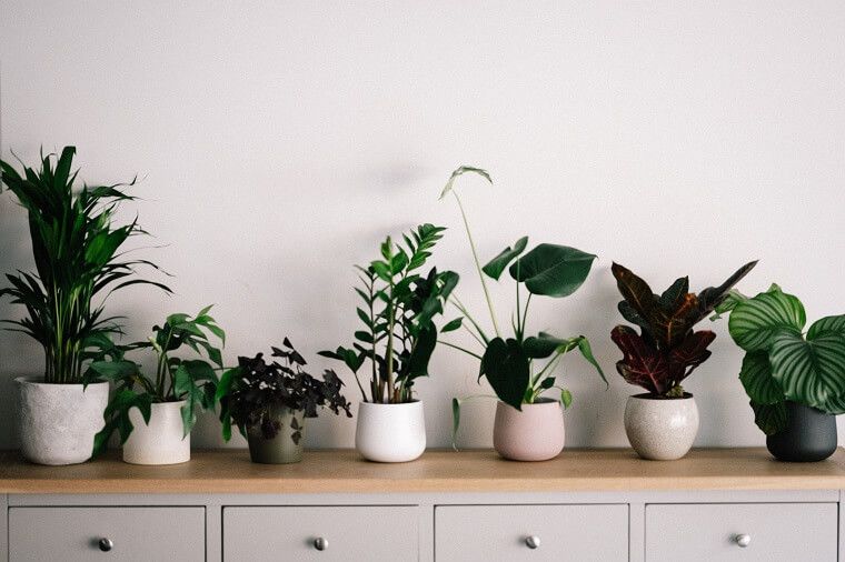 How to Sell Plants Online - All You Need to Know is Here 3 - DSers