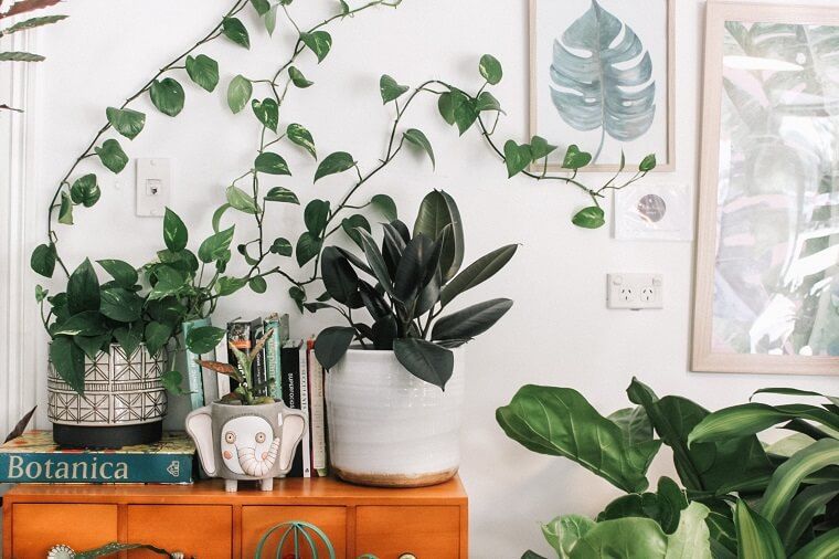 How to Sell Plants Online - All You Need to Know is Here