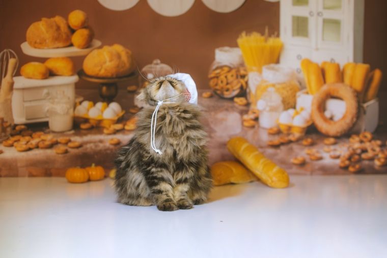 pet bakery - DSers